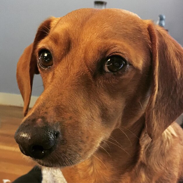 Close-up portrait of dog