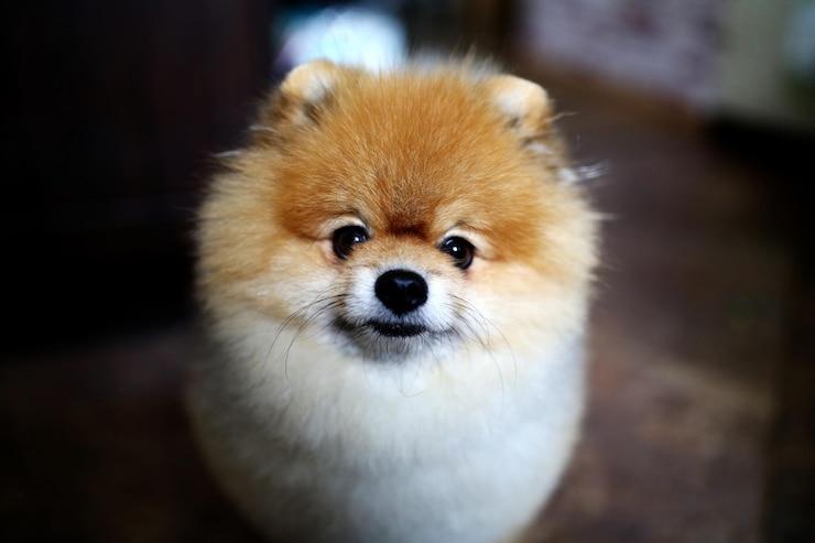 Photo close-up portrait of a dog