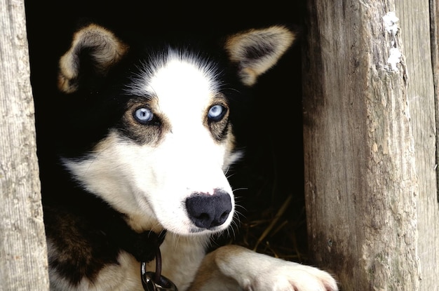 Photo close-up portrait of dog