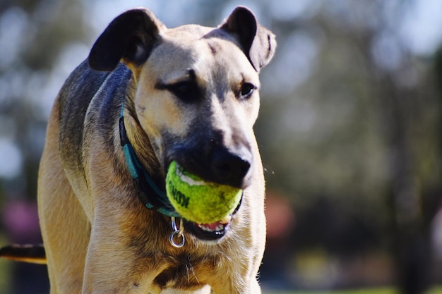 Close-up portrait of a dog