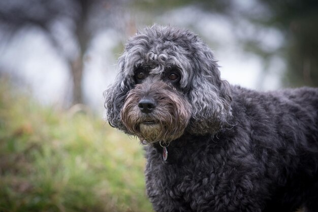 Photo close-up portrait of a dog