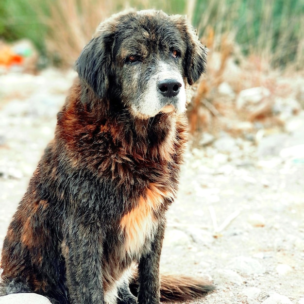 Foto ritratto di un cane da vicino