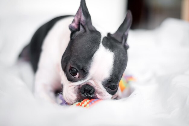 Close-up portrait of dog