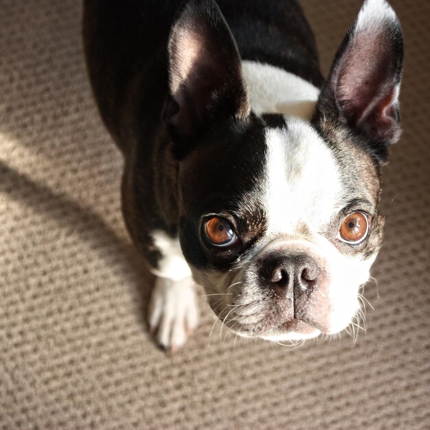 Close-up portrait of dog