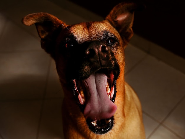 Photo close-up portrait of a dog