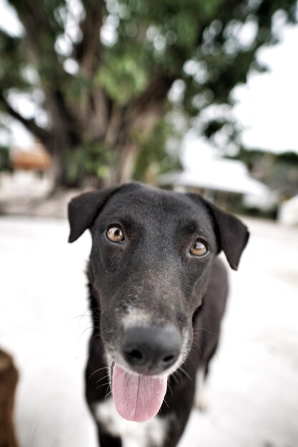 Photo close-up portrait of a dog