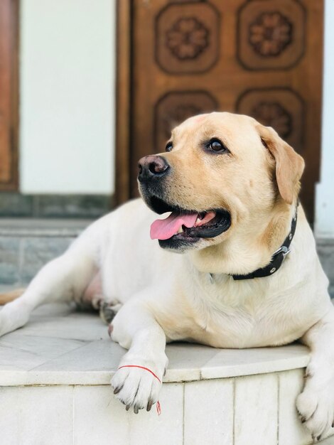 Foto ritratto di un cane da vicino