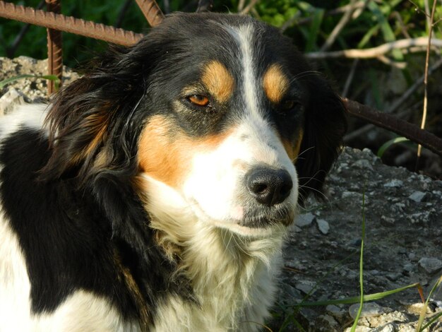 Photo close-up portrait of dog