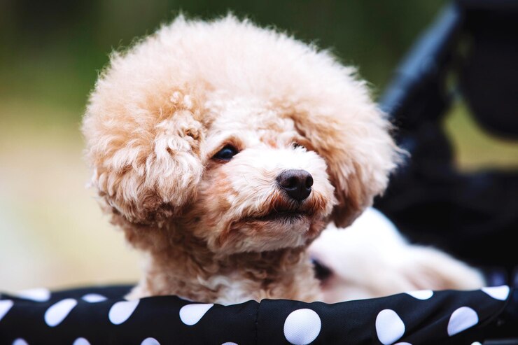 Photo 犬のクローズアップポートレート