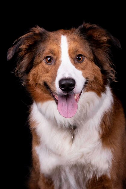 Photo close-up portrait of dog