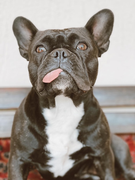 Foto ritratto di un cane da vicino