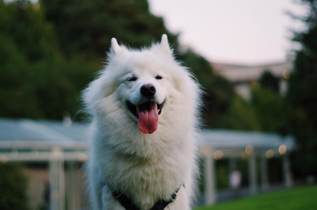 Foto ritratto di un cane da vicino