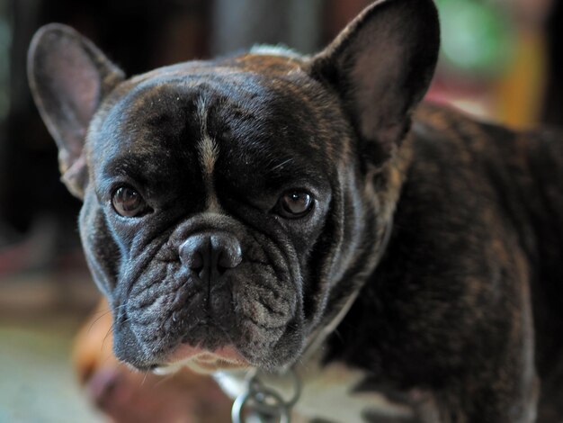 Close-up portrait of a dog