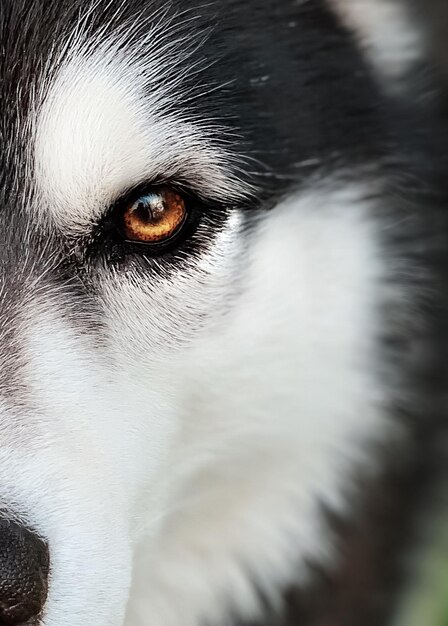 Foto ritratto di un cane da vicino