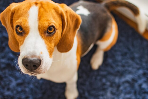 Foto ritratto di un cane da vicino