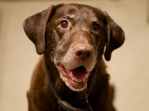 Photo close-up portrait of a dog