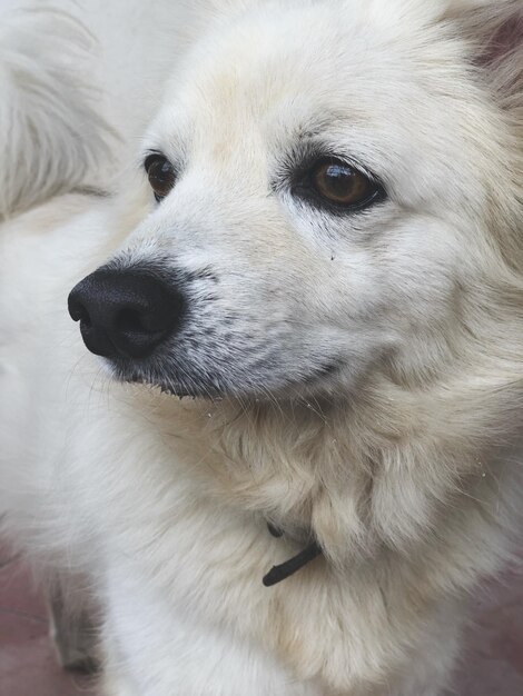 Foto ritratto di un cane da vicino