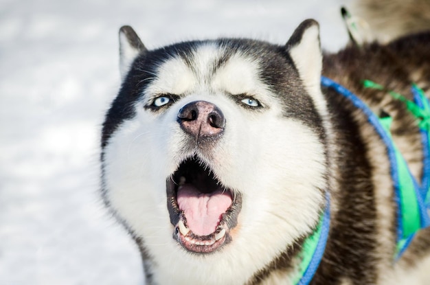 犬のクローズアップポートレート