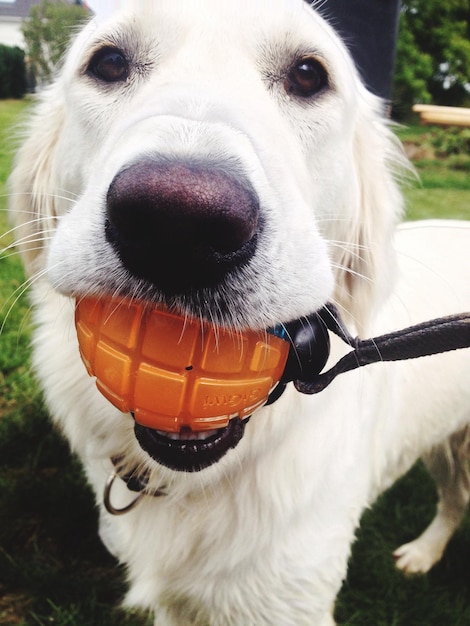 Photo close-up portrait of dog