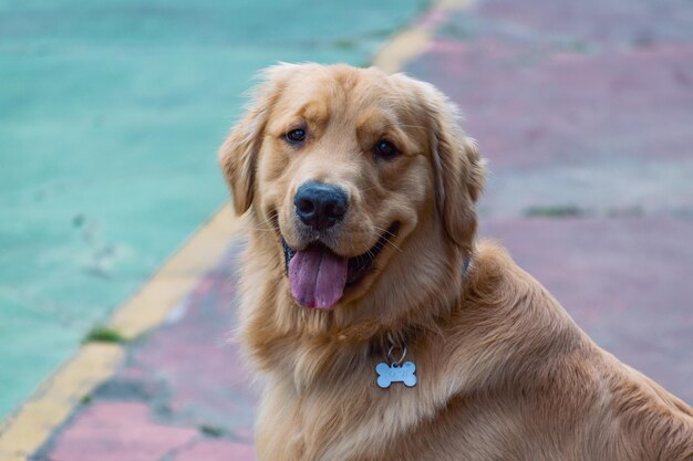 Foto ritratto di un cane da vicino