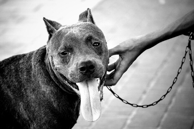 Photo close-up portrait of dog