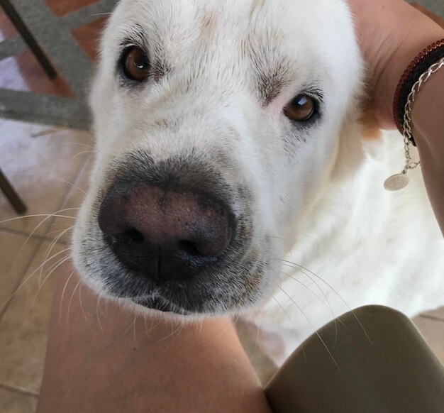 Close-up portrait of dog