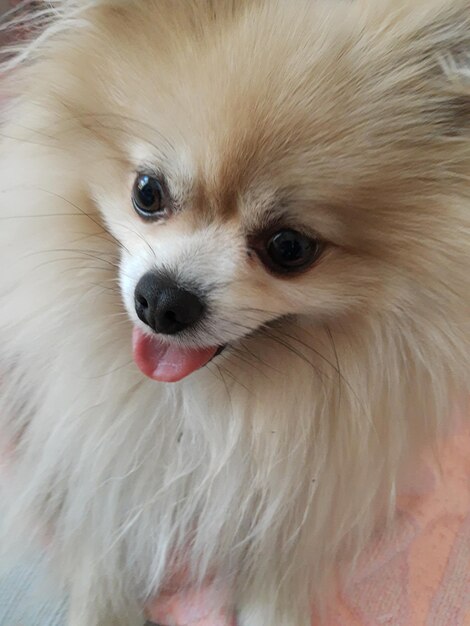 Close-up portrait of dog