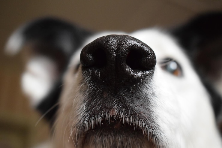 Photo close-up portrait of dog