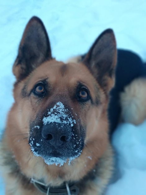 Foto ritratto di un cane da vicino