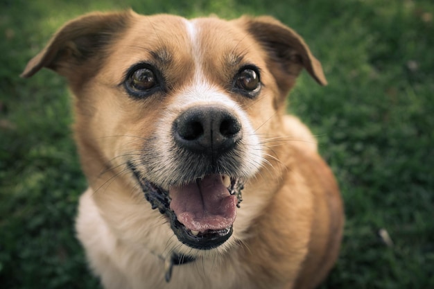 犬のクローズアップポートレート