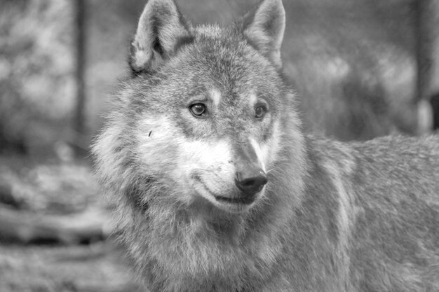 Close-up portrait of a dog