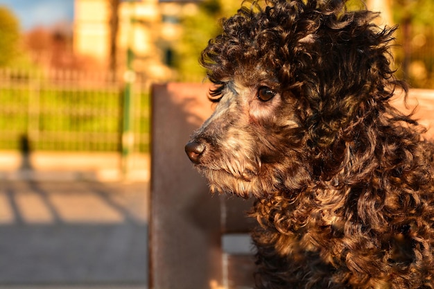 Close-up portrait of dog