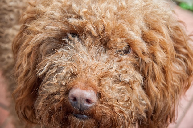 Photo close-up portrait of dog