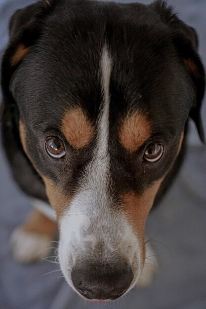 Photo close-up portrait of dog