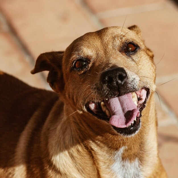 Foto ritratto di un cane da vicino