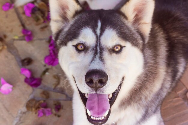 Photo close-up portrait of dog