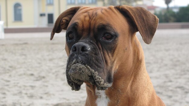 Foto ritratto di un cane da vicino