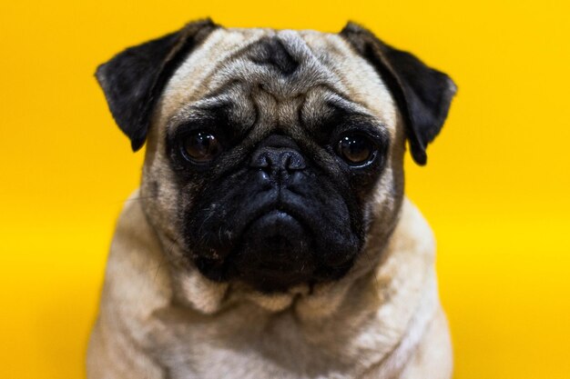 Close-up portrait of a dog