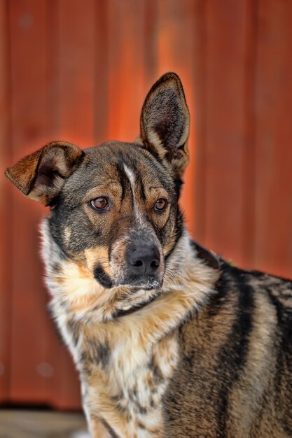 Foto ritratto di un cane da vicino