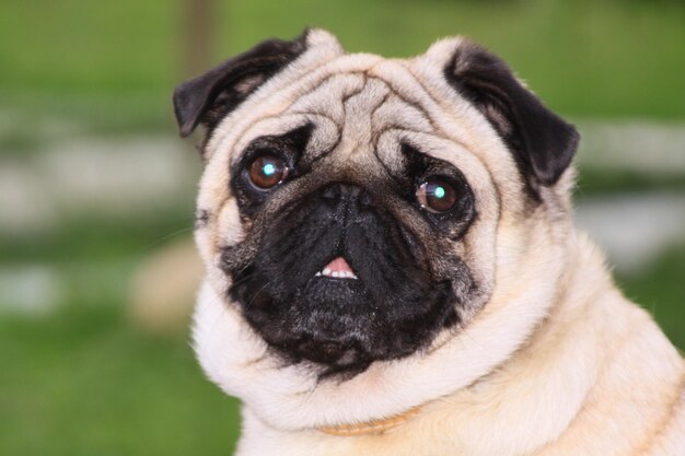 Close-up portrait of a dog