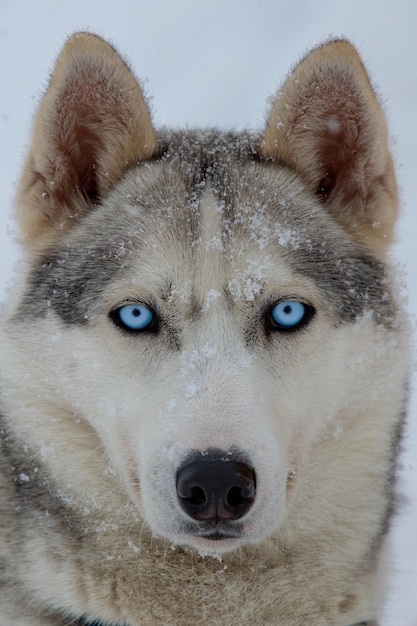 Photo close-up portrait of a dog