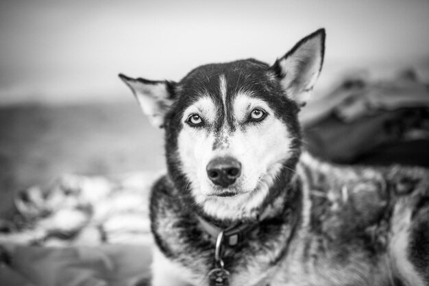 Foto ritratto di un cane da vicino