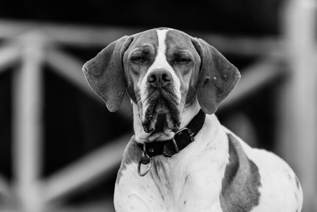 Close-up portrait of dog