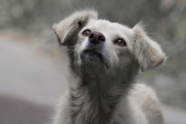 Photo close-up portrait of a dog