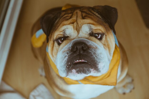 Close-up portrait of a dog