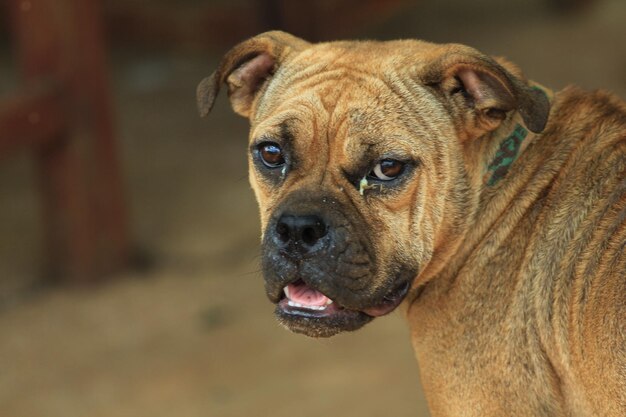 Photo close-up portrait of a dog