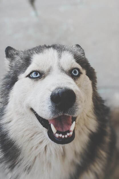 Photo close-up portrait of a dog