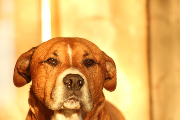 Foto ritratto di un cane da vicino