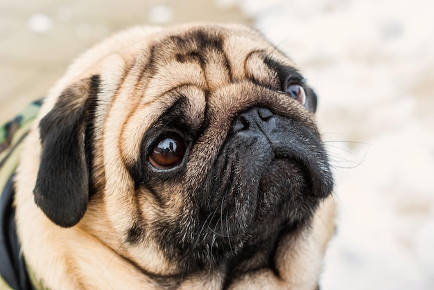 Foto ritratto di un cane da vicino