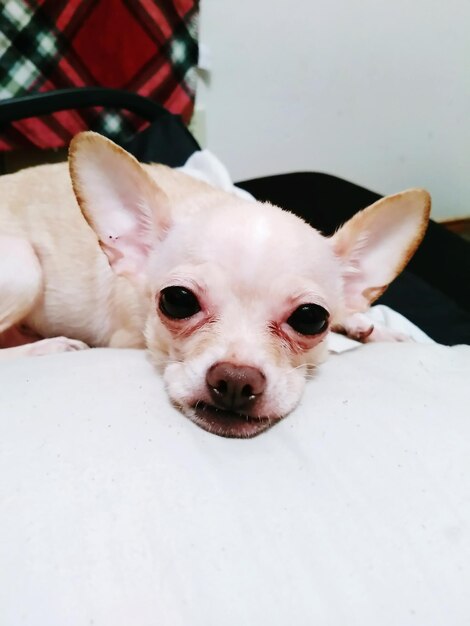 Close-up portrait of dog